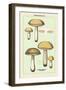 Unwholesome Fungi: Bitter Boletus-null-Framed Art Print