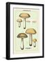 Unwholesome Fungi: Bitter Boletus-null-Framed Art Print