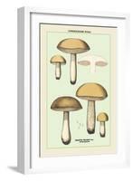 Unwholesome Fungi: Bitter Boletus-null-Framed Art Print