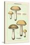 Unwholesome Fungi: Bitter Boletus-null-Stretched Canvas