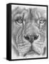 Up Close Lion-Barbara Keith-Framed Stretched Canvas