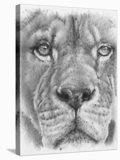 Up Close Lion-Barbara Keith-Stretched Canvas