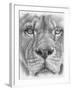 Up Close Lion-Barbara Keith-Framed Giclee Print