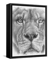 Up Close Lion-Barbara Keith-Framed Stretched Canvas