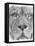 Up Close Lion-Barbara Keith-Framed Stretched Canvas