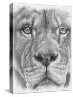 Up Close Lion-Barbara Keith-Stretched Canvas