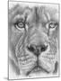 Up Close Lion-Barbara Keith-Mounted Giclee Print