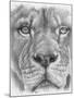 Up Close Lion-Barbara Keith-Mounted Premium Giclee Print