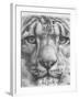 Up Close Snow Leopard-Barbara Keith-Framed Giclee Print