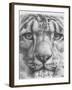 Up Close Snow Leopard-Barbara Keith-Framed Giclee Print