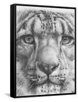 Up Close Snow Leopard-Barbara Keith-Framed Stretched Canvas