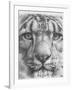 Up Close Snow Leopard-Barbara Keith-Framed Giclee Print