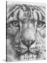 Up Close Snow Leopard-Barbara Keith-Stretched Canvas