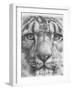 Up Close Snow Leopard-Barbara Keith-Framed Giclee Print