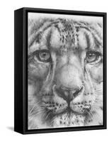 Up Close Snow Leopard-Barbara Keith-Framed Stretched Canvas