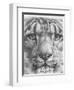 Up Close Snow Leopard-Barbara Keith-Framed Giclee Print