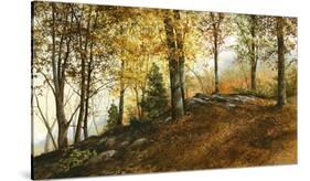 Up in the Woods-Ray Hendershot-Stretched Canvas