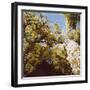 Up into wisteria, 2011,-Helen White-Framed Giclee Print