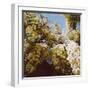 Up into wisteria, 2011,-Helen White-Framed Giclee Print