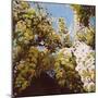 Up into wisteria, 2011,-Helen White-Mounted Giclee Print