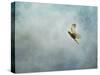 Up Up and Away Red Shouldered Hawk-Jai Johnson-Stretched Canvas