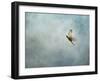 Up Up and Away Red Shouldered Hawk-Jai Johnson-Framed Giclee Print