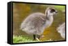 Upland Goose Baby at Waters Edge, Fakland Islands-Darrell Gulin-Framed Stretched Canvas