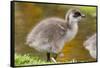 Upland Goose Baby at Waters Edge, Fakland Islands-Darrell Gulin-Framed Stretched Canvas