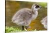 Upland Goose Baby at Waters Edge, Fakland Islands-Darrell Gulin-Stretched Canvas