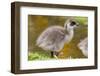 Upland Goose Baby at Waters Edge, Fakland Islands-Darrell Gulin-Framed Photographic Print