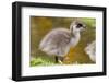 Upland Goose Baby at Waters Edge, Fakland Islands-Darrell Gulin-Framed Photographic Print