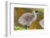 Upland Goose Baby at Waters Edge, Fakland Islands-Darrell Gulin-Framed Photographic Print