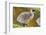 Upland Goose Baby at Waters Edge, Fakland Islands-Darrell Gulin-Framed Photographic Print