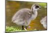 Upland Goose Baby at Waters Edge, Fakland Islands-Darrell Gulin-Mounted Photographic Print