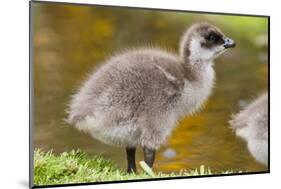 Upland Goose Baby at Waters Edge, Fakland Islands-Darrell Gulin-Mounted Photographic Print