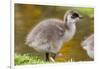 Upland Goose Baby at Waters Edge, Fakland Islands-Darrell Gulin-Framed Photographic Print