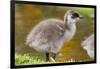 Upland Goose Baby at Waters Edge, Fakland Islands-Darrell Gulin-Framed Photographic Print