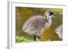 Upland Goose Baby at Waters Edge, Fakland Islands-Darrell Gulin-Framed Photographic Print