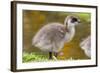 Upland Goose Baby at Waters Edge, Fakland Islands-Darrell Gulin-Framed Photographic Print