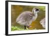 Upland Goose Baby at Waters Edge, Fakland Islands-Darrell Gulin-Framed Photographic Print