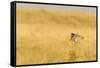 Upland Sandpiper Bird, Bowman, North Dakota, USA-Chuck Haney-Framed Stretched Canvas