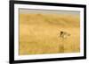 Upland Sandpiper Bird, Bowman, North Dakota, USA-Chuck Haney-Framed Photographic Print