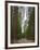 Upper and Lower Yosemite Falls. Yosemite National Park, CA-Jamie & Judy Wild-Framed Photographic Print