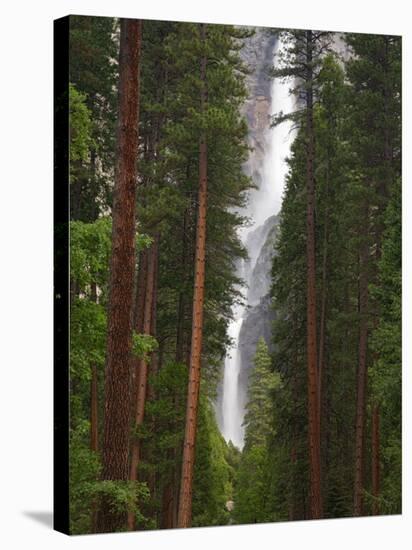 Upper and Lower Yosemite Falls. Yosemite National Park, CA-Jamie & Judy Wild-Stretched Canvas