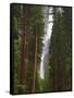 Upper and Lower Yosemite Falls. Yosemite National Park, CA-Jamie & Judy Wild-Framed Stretched Canvas