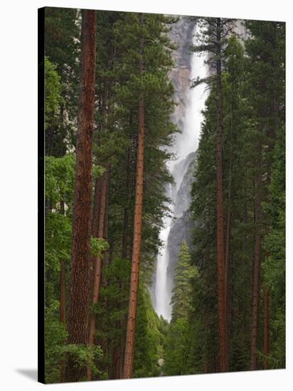 Upper and Lower Yosemite Falls. Yosemite National Park, CA-Jamie & Judy Wild-Stretched Canvas
