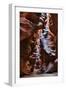 Upper Antelope III-Larry Malvin-Framed Photographic Print