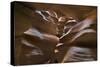 Upper Antelope IV-Larry Malvin-Stretched Canvas