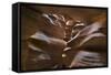 Upper Antelope IV-Larry Malvin-Framed Stretched Canvas