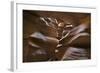 Upper Antelope IV-Larry Malvin-Framed Photographic Print